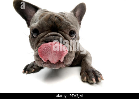 An adorable French bulldog licking his lips, studio shot, isolated on white. Stock Photo