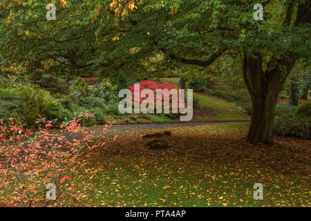 Wonderful Autumnal colours in Lister Park, Bradford, home of the amazing Cartwright Hall where a young David Hockney used to visit Stock Photo