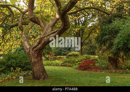 Wonderful Autumnal colours in Lister Park, Bradford, home of the amazing Cartwright Hall where a young David Hockney used to visit Stock Photo