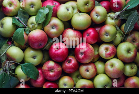 Freshly harvested organic apples in wooden crate. Large group of fresh apples from the farm. Stock Photo