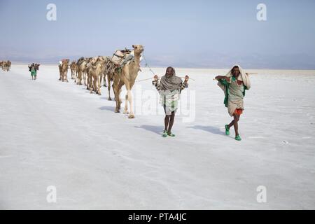 A camel train being led across the salt flats of the Danakil Depression in Ethiopia Stock Photo