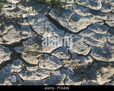 Brown parched land with cracks due to dry climate.  Dry grass turf on hard dry clay. Green plant sprouts in arid desert, life in the desert Stock Photo