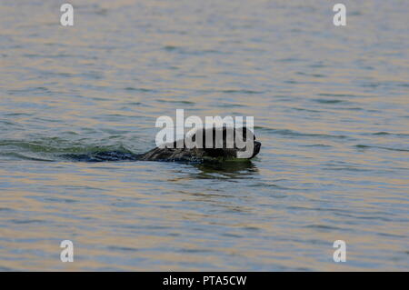 swimming dog Stock Photo