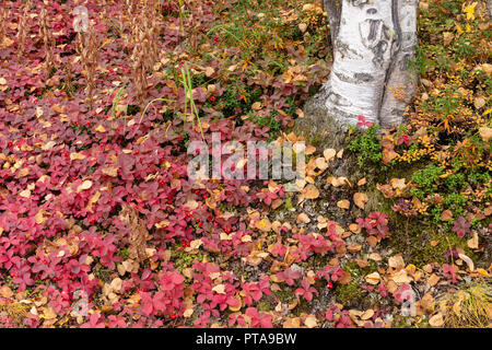 Dwarf Dogwood and Low-Bush Cranberry surround a birch tree trunk in late fall in Southcentral Alaska. Stock Photo