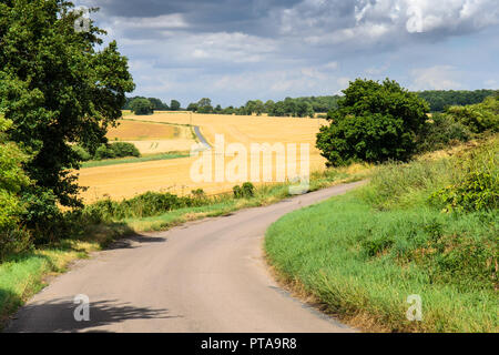 A narrow country lane winds through fields of wheat and pasture near Braughing in East Hertfordshire. Stock Photo