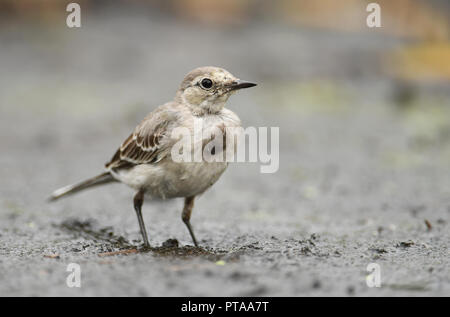 Young White Wagtail (Motacilla alba) Stock Photo