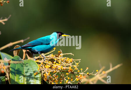 Male Green Honeycreeper, Chlorophanes spiza, foraging for orange berries in a Miconia tree lit by natural sunlight. Stock Photo
