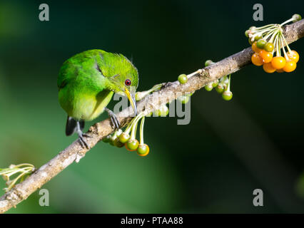 Brightly lit female Green Honeycreeper, Chlorophanes spiza, foraging for berries on a branch with a dark green background. Stock Photo