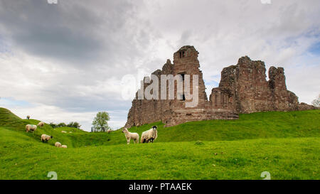 Sheep graze on pasture surrounding the ruins of Brough Castle in Cumbria, England. Stock Photo