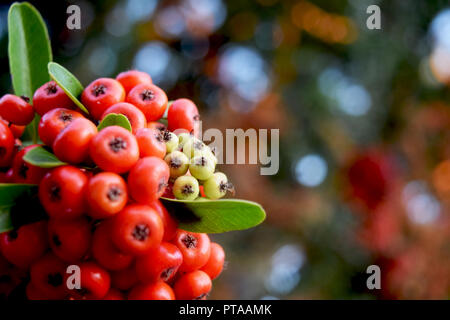 Wild Growing Red Berry Cluster Macro Berries Stock Photo