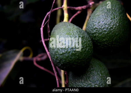 Avocado Tree, Fresh Avocados on the vine Stock Photo