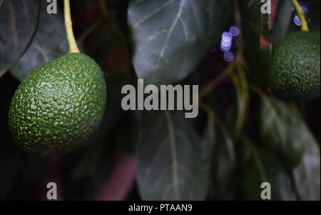 Avocado Tree Stock Photo