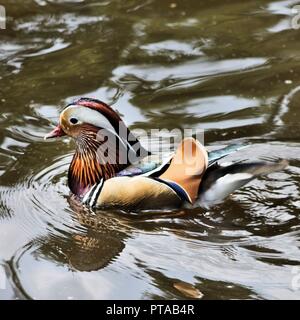 A view of a Manderin Duck Stock Photo