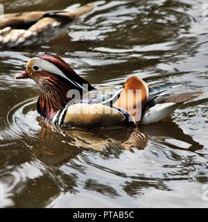 A view of a Manderin Duck Stock Photo