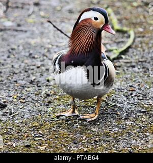 A view of a Manderin Duck Stock Photo