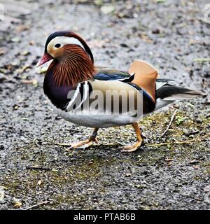 A view of a Manderin Duck Stock Photo
