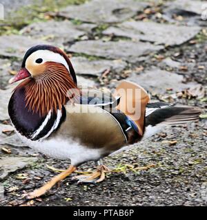 A view of a Manderin Duck Stock Photo