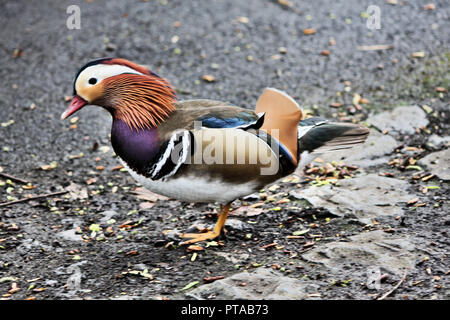 A view of a Manderin Duck Stock Photo