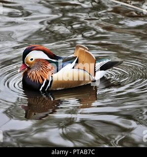 A view of a Manderin Duck Stock Photo