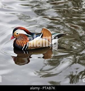 A view of a Manderin Duck Stock Photo