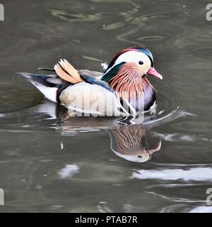 A view of a Manderin Duck Stock Photo