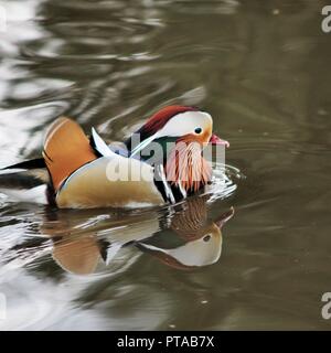 A view of a Manderin Duck Stock Photo