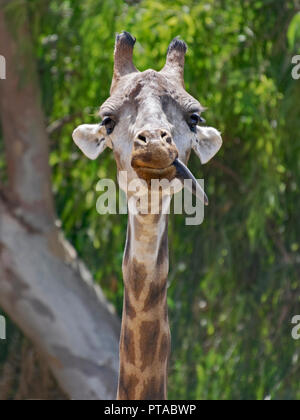 a funny silly juvenile giraffe sticking its tongue out in the savannah exhibit at the jerusalem zoo Stock Photo