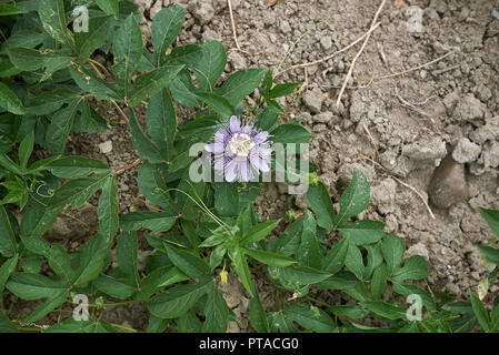 Passiflora incarnata plants Stock Photo