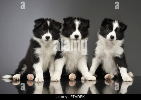 Studio shot of three cute Border Collie puppy sitting on grey background. Stock Photo