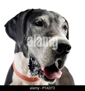 Portrait of an adorable Great Dane dog, studio shot, isolated on white.