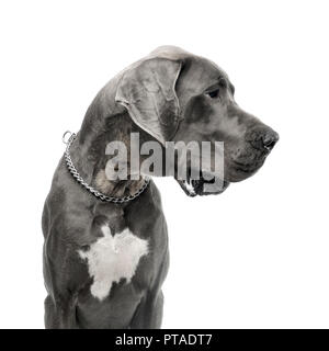 Portrait of an adorable Great Dane dog, studio shot, isolated on white.
