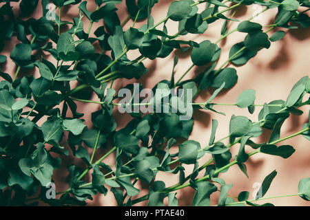 green Silver dollar Eucalyptus cinerea leaves and branches on pink background. Floral composition. Stock Photo