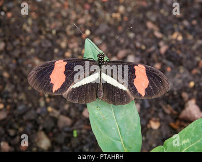 An Antiochus Longwing Butterfly on a leaf, Heliconius antiochus at a Butterfly Farm in the St Andrews Botanic Gardens, Fife, Scotland. Stock Photo