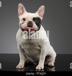 Studio shot of an adorable French bulldog sitting on grey background. Stock Photo