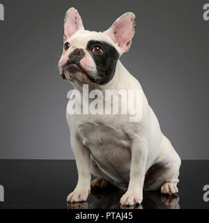 Studio shot of an adorable French bulldog sitting on grey background. Stock Photo