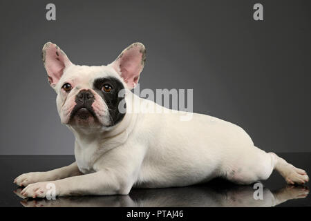 Studio shot of an adorable French bulldog lying on grey background. Stock Photo