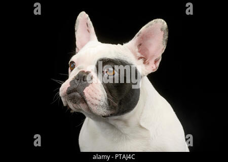 Portrait of an adorable French bulldog, studio shot, isolated on black. Stock Photo