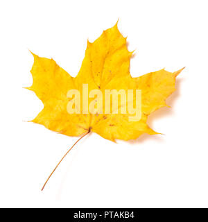 One autumn yellow maple leaf isolated on a white background Stock Photo