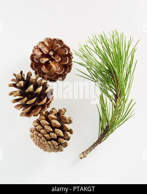 Pine branch with pine cones on white background. Stock Photo