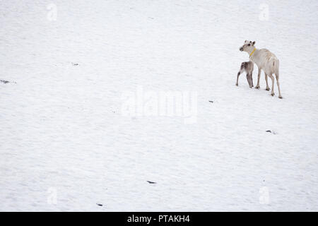Reindeers in the mountains of Femundsmarka national park in Norway. Stock Photo