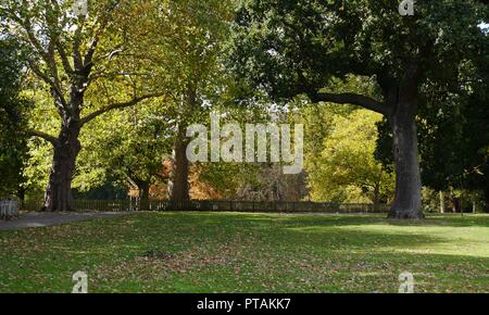 Trees in the Autumn Sunshine in Marble Hill Park ,Twickenham London Stock Photo