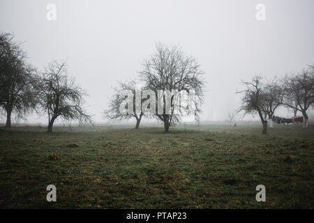 Fog landscape in village. Mystical view of nature. Horror background. Halloween concept. Trees stand in a row on the horizon. Stock Photo