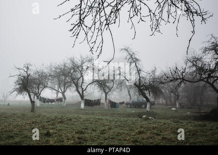 Fog landscape in village. Mystical view of nature. Horror background. Halloween concept. Trees stand in a row on the horizon. Stock Photo