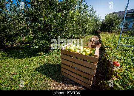 Fresh organic apples are in wooden crate on harvest day. Crates and baskets of freshly harvested organic apples in an apple orchard. Summer or fall ha Stock Photo
