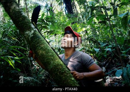 Macedonia, Amazonia / Colombia - MAR 15 2016: local ticuna tribal member measuring a log to fall in the middle of the rainforest Stock Photo