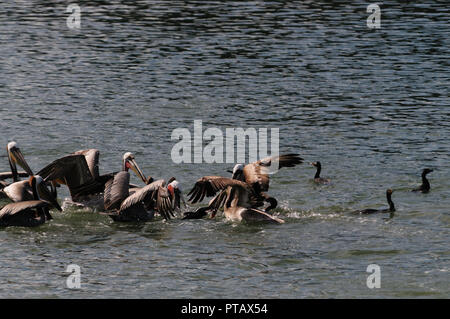 A large group of Fighting Pelicans in the Moss Landing State Wildlife Area, in the Monterrey Bay, California Stock Photo