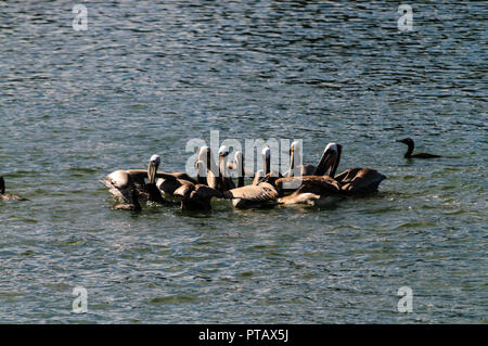 A large group of Fighting Pelicans in the Moss Landing State Wildlife Area, in the Monterrey Bay, California Stock Photo