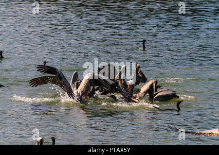 A large group of Fighting Pelicans in the Moss Landing State Wildlife Area, in the Monterrey Bay, California Stock Photo