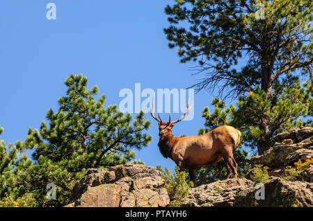 Bull Elk standing on a mountain ledge Stock Photo