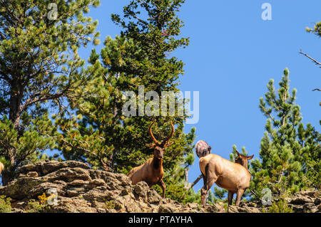 Bull Elk standing on a mountain ledge Stock Photo